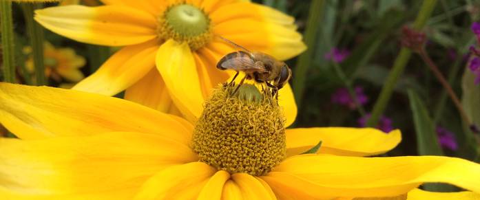 Biene beim Nektar sammeln Copyright by Misthilger